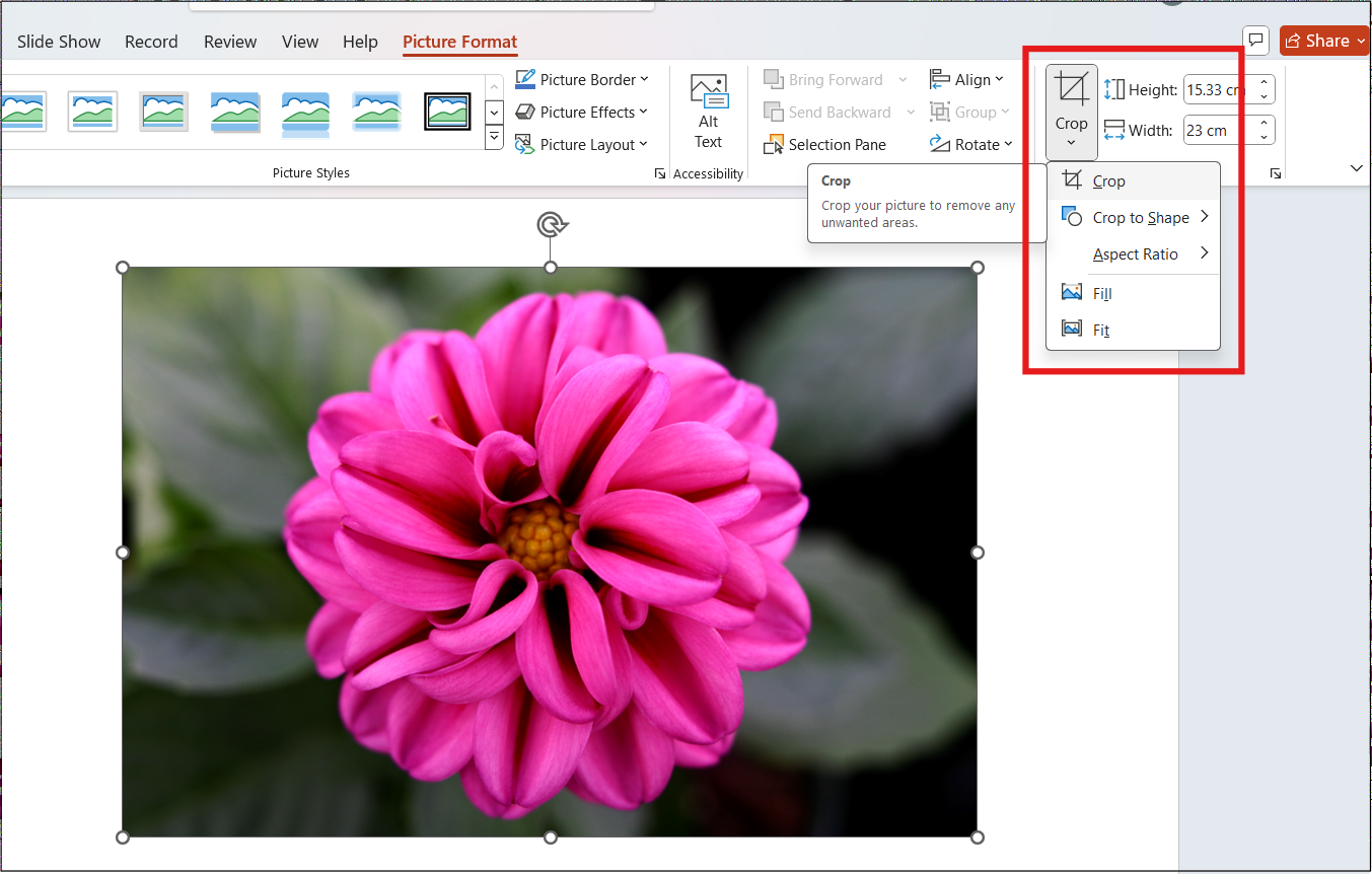 Image Cropping Option in PowerPoint. A flower image is highlighted.