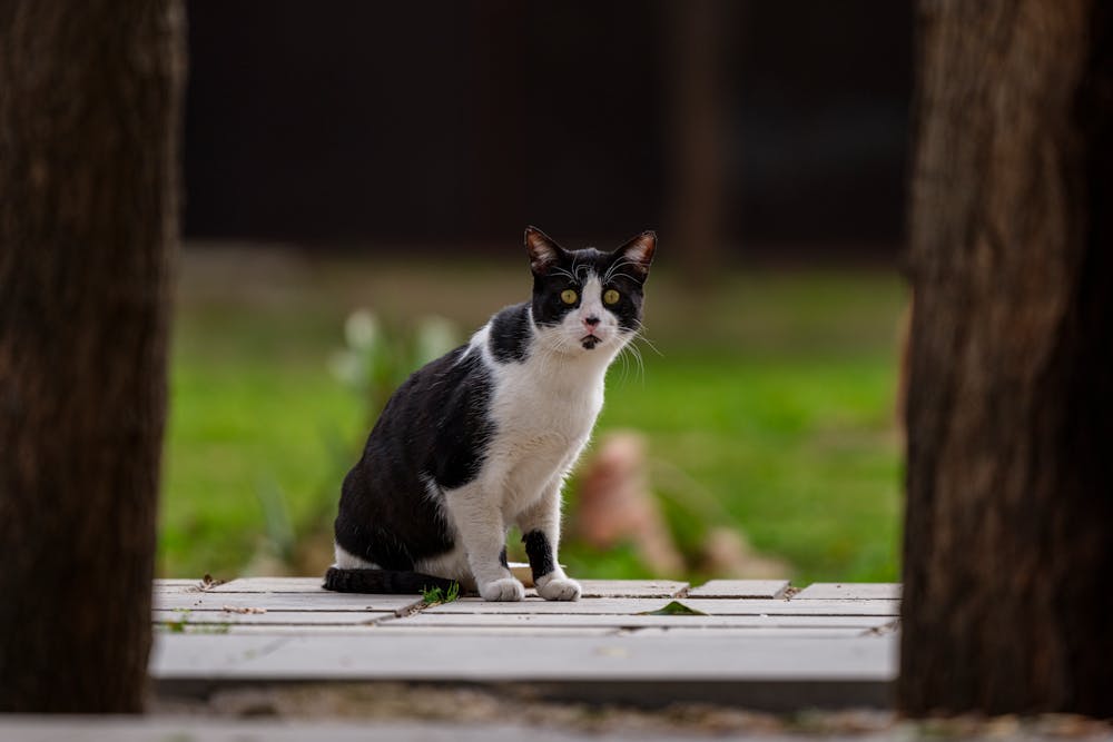 Black and White Cat on Outdoor Pathway