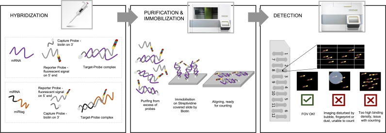 Stages: Hybridization, purification, and digital detection 