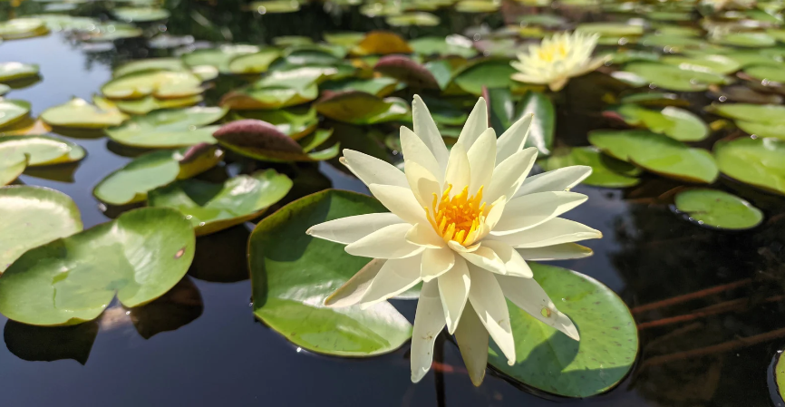 A white flowering water lily on the surface of the water.