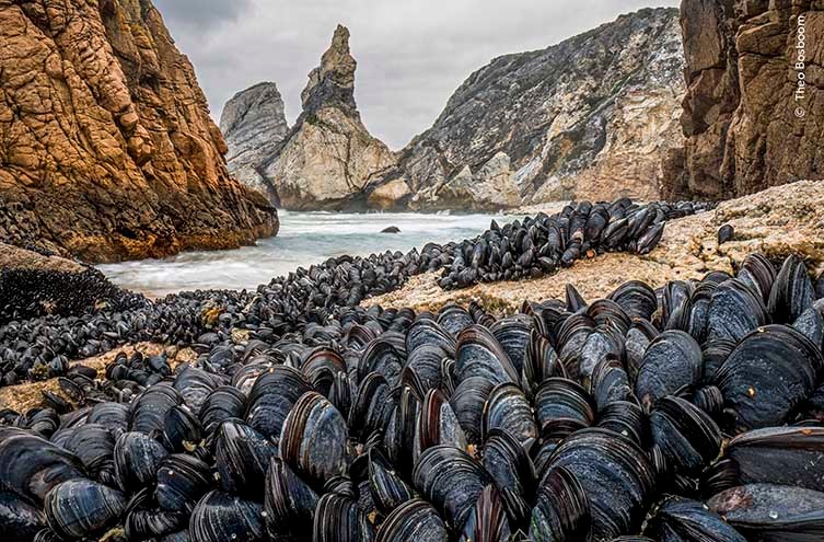 https://www.nhm.ac.uk/content/dam/nhmwww/discover/wpy-60-first-look/wpy-first-look-60-mussels-Theo-Bosboom-two-column.jpg.thumb.768.768.jpg