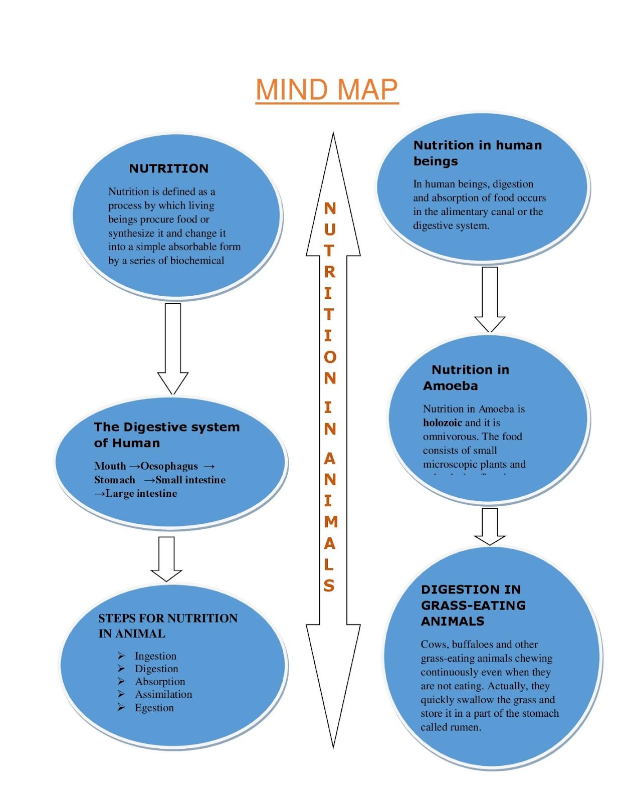 nutrition in animals mind map