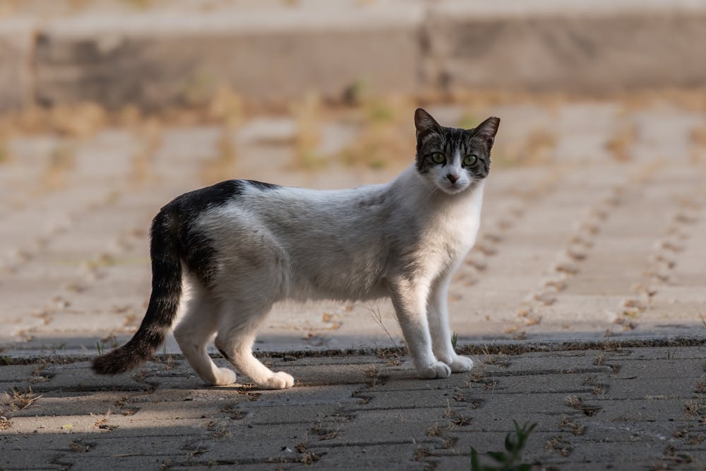Street Cat Staring on a Sunlit Pavement