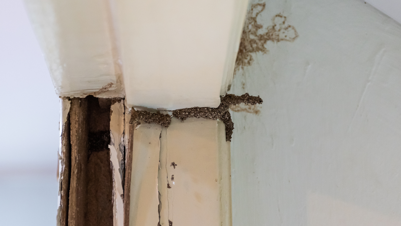 Wood Damage