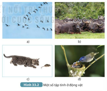 BÀI 33. CẢM ỨNG Ở SINH VẬT VÀ TẬP TÍNH Ở ĐỘNG VẬT 