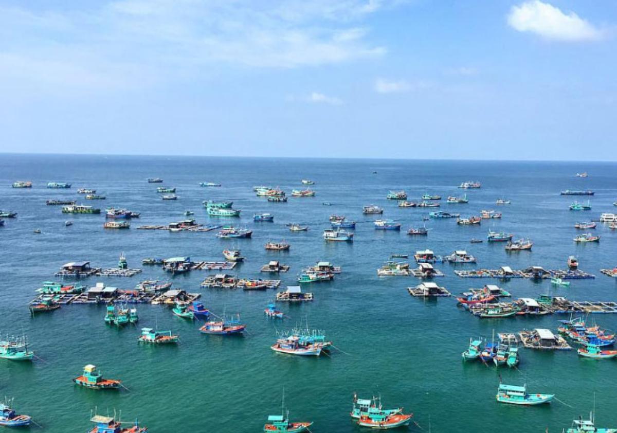 A large group of boats in the water

Description automatically generated