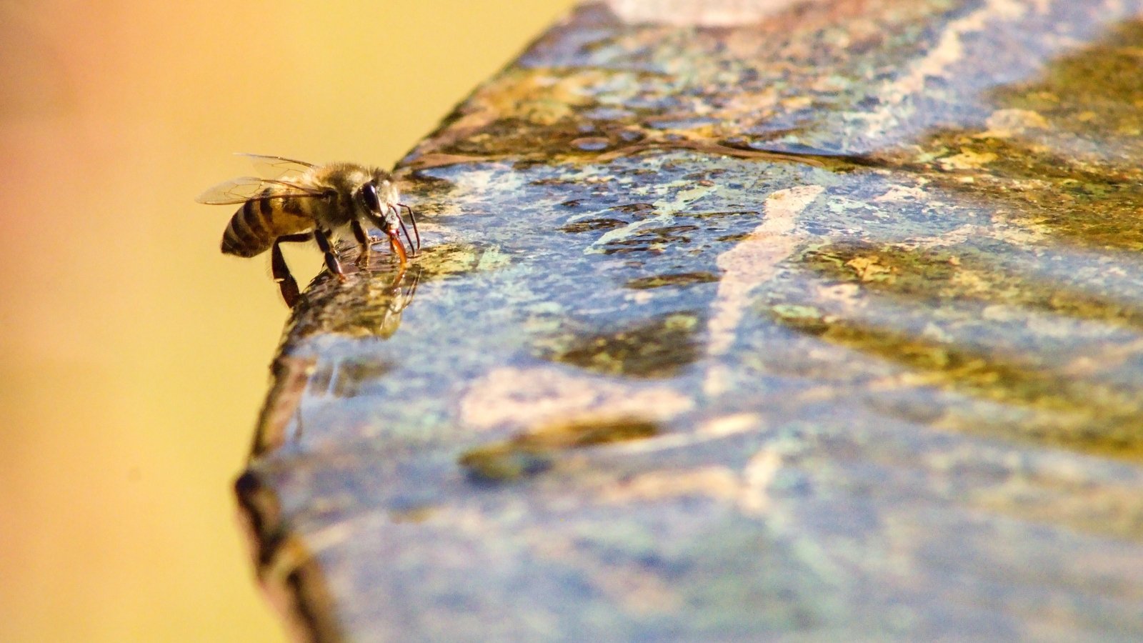 A fluffy bumblebee with yellow and black bands sits on the edge of a stone fountain, drinking water.
