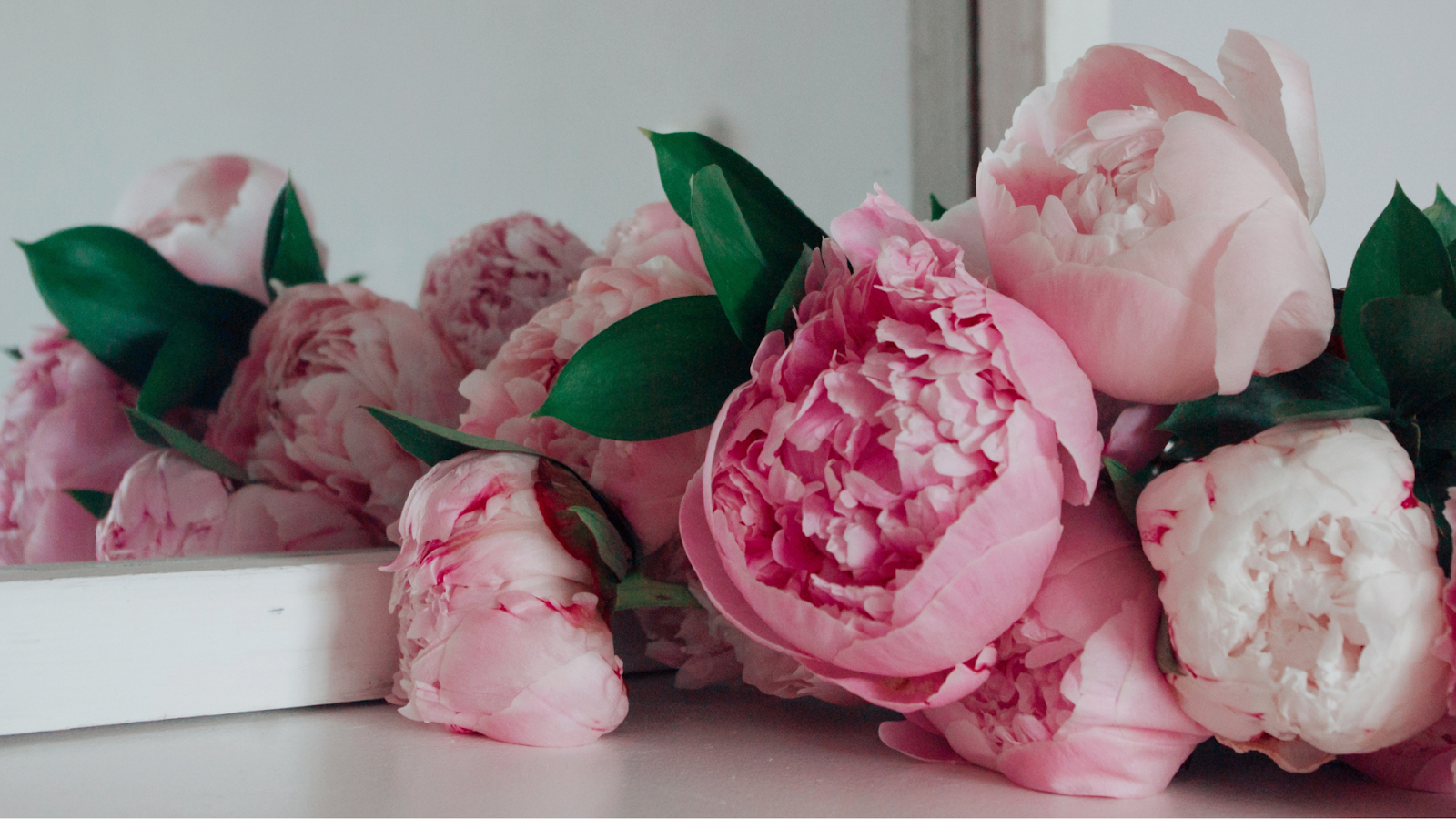 Gambar bunga peony/Sumber: Canva