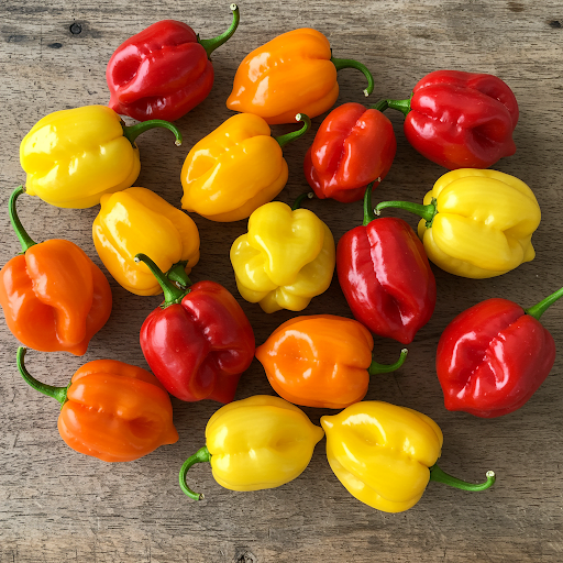 Choosing the Right Habanero Variety