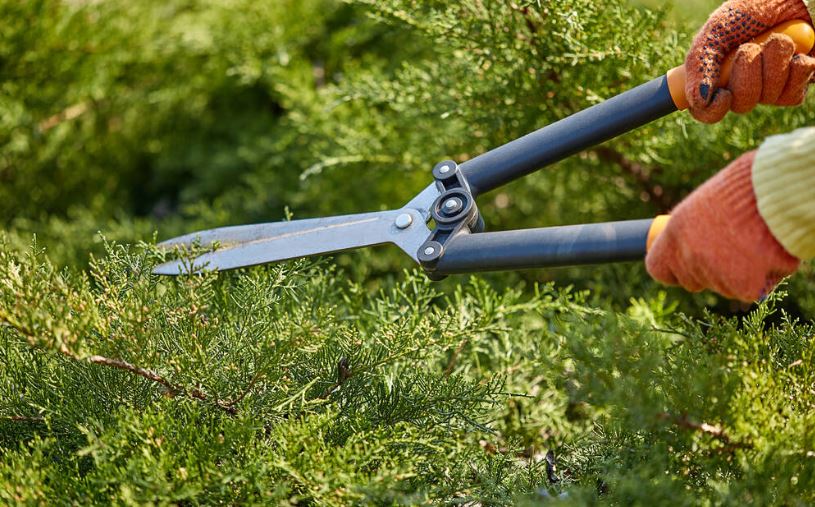 Hands of gardener in orange gloves are trimming the overgrown green shrub using hedge shears on sunny backyard. Worker landscaping garden. Unknown gardener is clipping hedge in spring