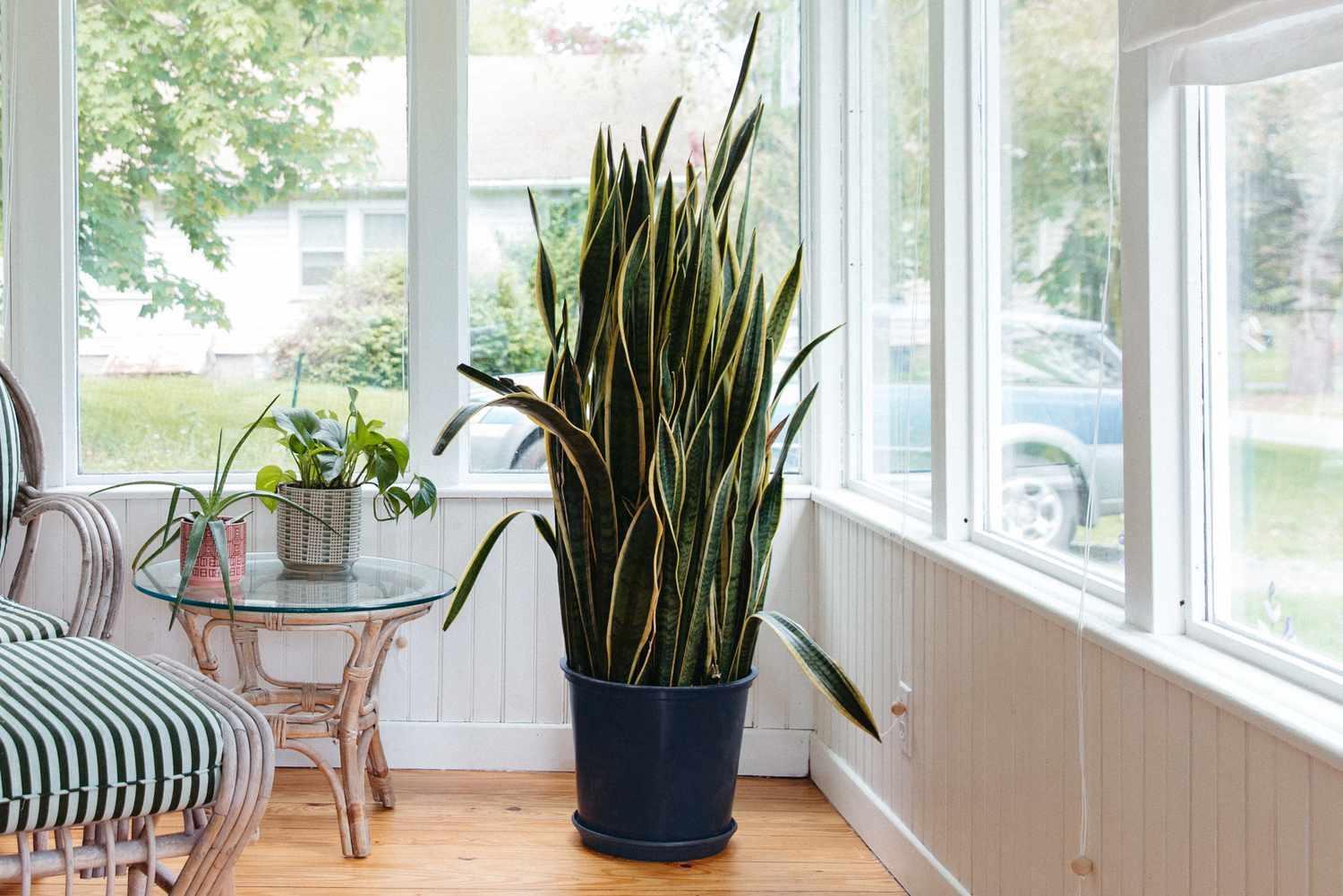 Indoor Snake Plant