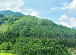 Rừng phòng hộ.olm