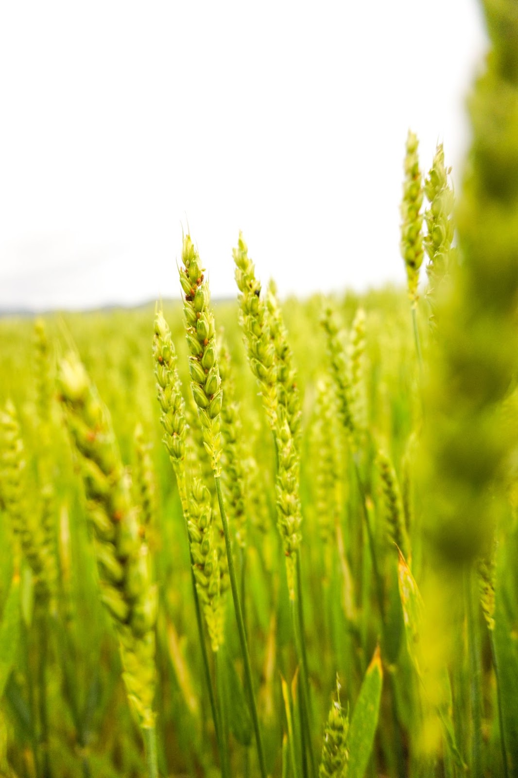 green color wheat cultivation