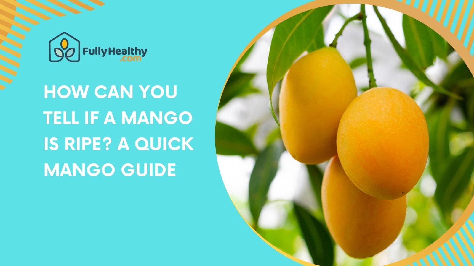 How Can You Tell If a Mango Is Ripe? A Quick Mango Guide
