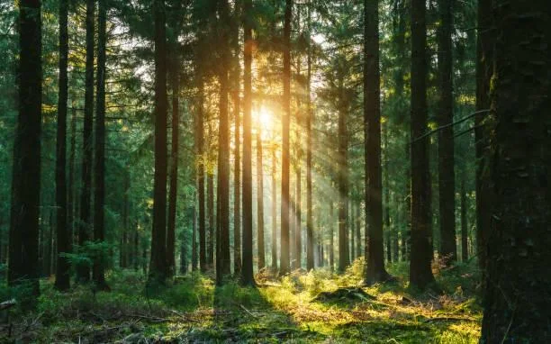 Deep Into Nature: 15 Captivating Scenes, deep nature, immersive photos, nature, landscape, jungle, mountain, hidden spots