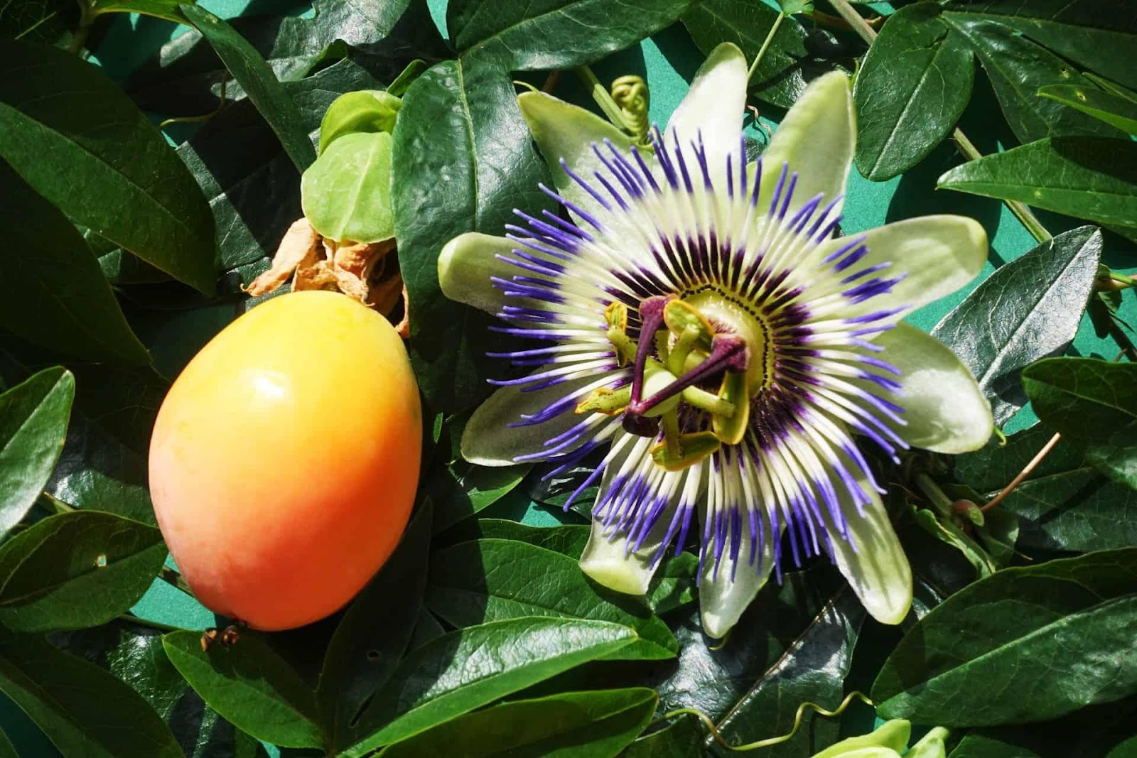  Passiflora Caerulea Taste and Uses