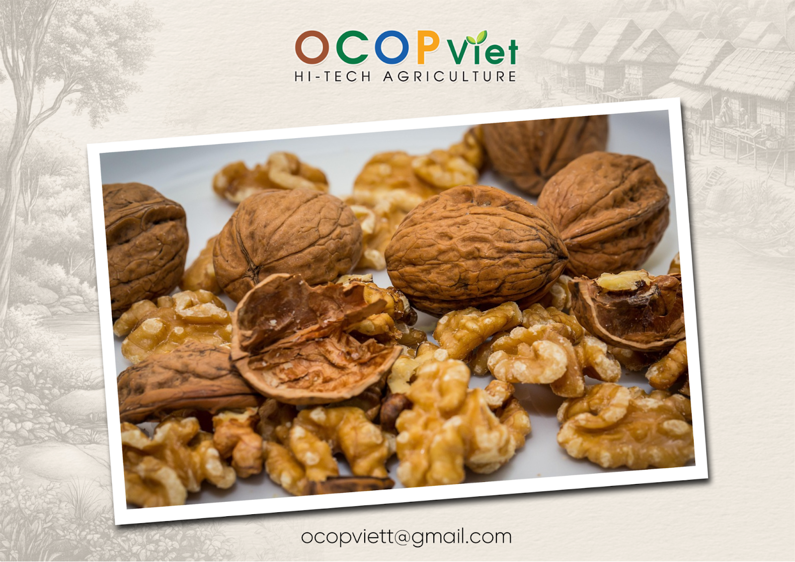 ăn quả óc chó có tốt không