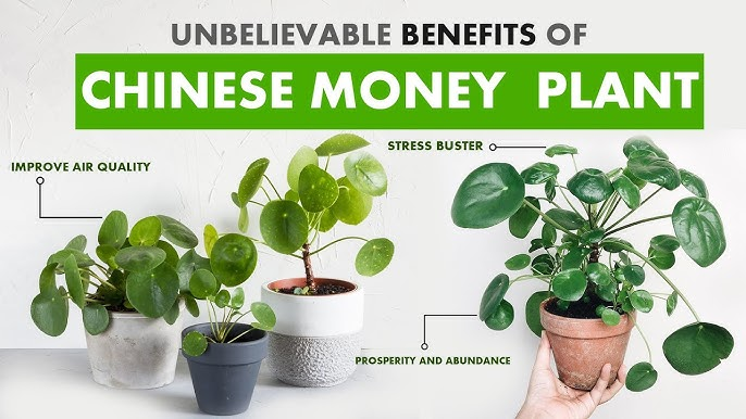 Benefits of Using Chinese Money Plant