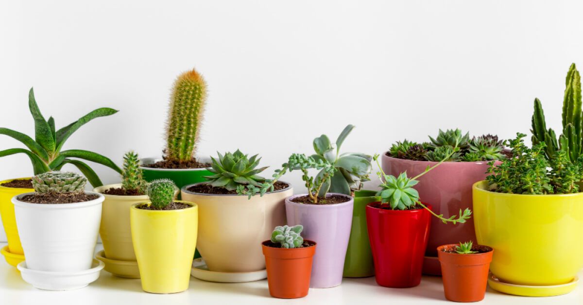 Variety succulents in different pots