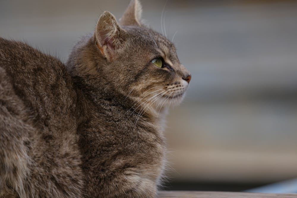 Cat in Close Up Photography