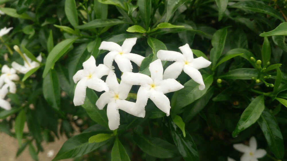 Crape Jasmine