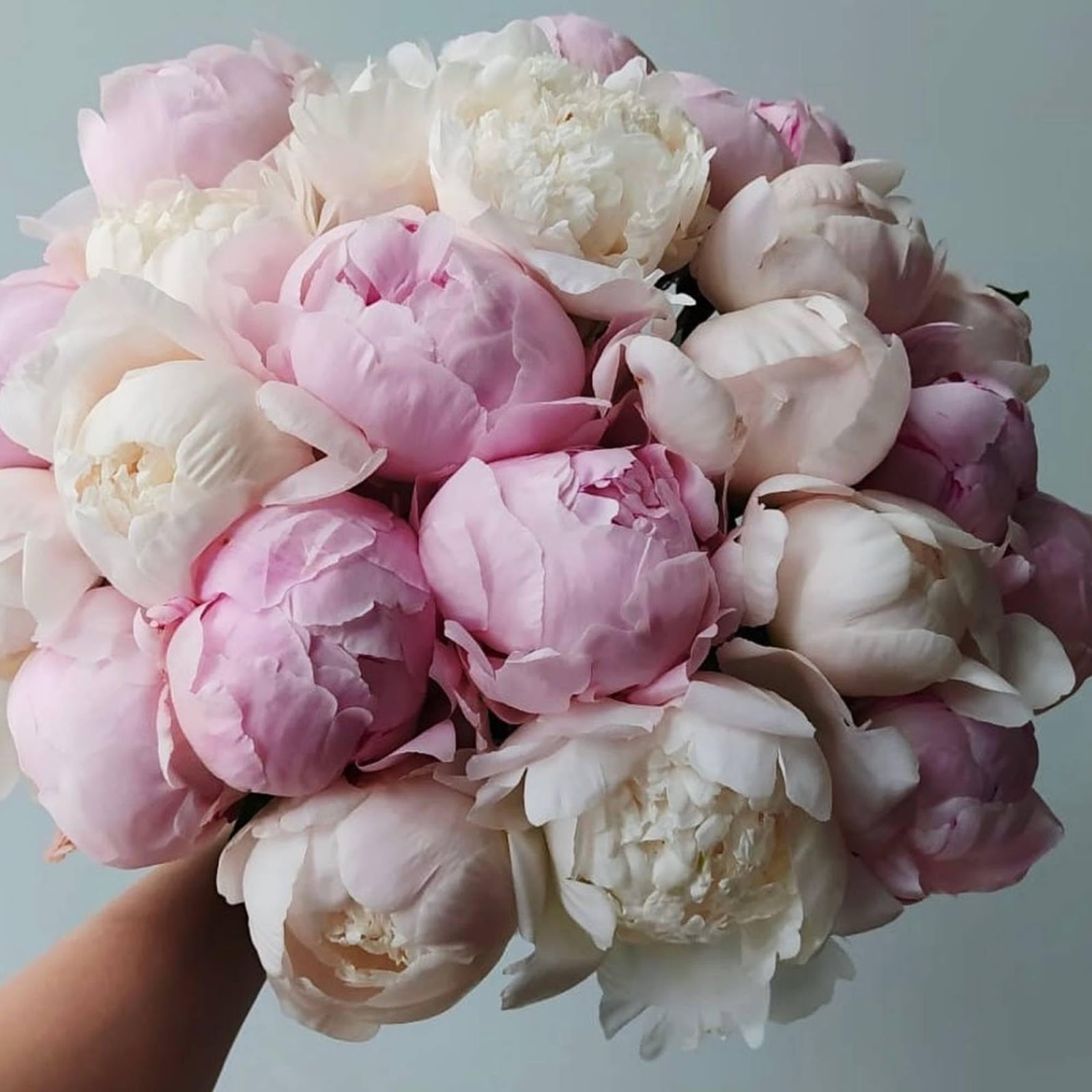 A collection of mixed peony bouquets in a variety of colors, showcasing the soft, lush petals and romantic charm of these beautiful flowers.
