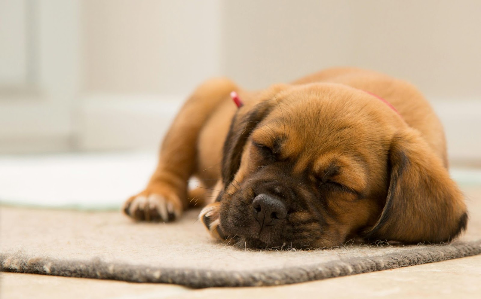 Brown Puppy Sleeping on Mat