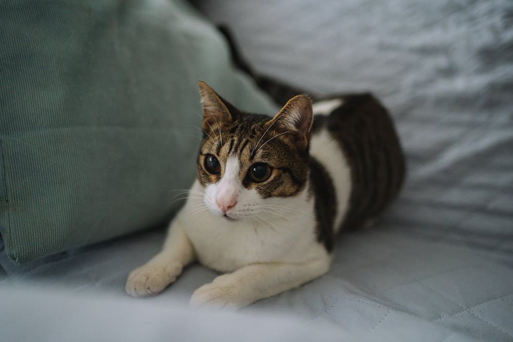 Cat on Bed