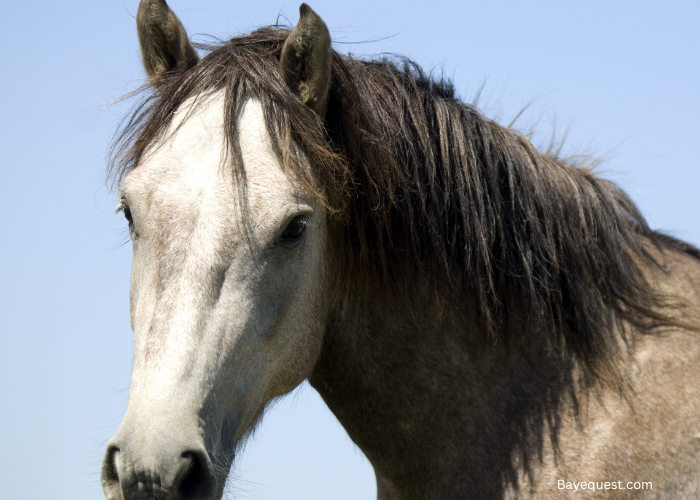 Horse Pinning Ears