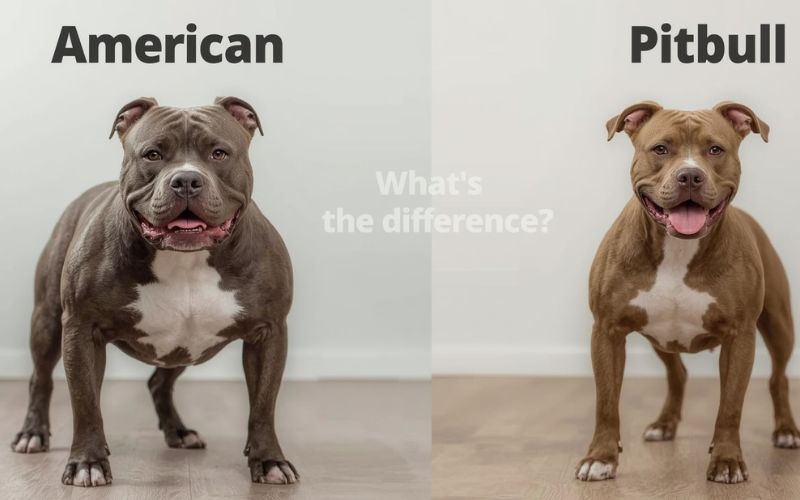 american-bully-dog-breed