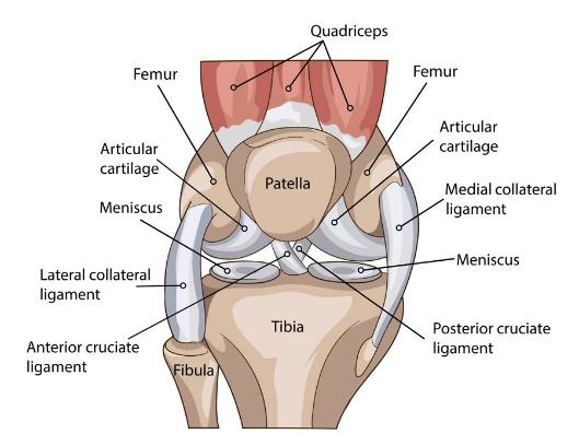 A diagram of the knee joint</p>
<p>Description automatically generated