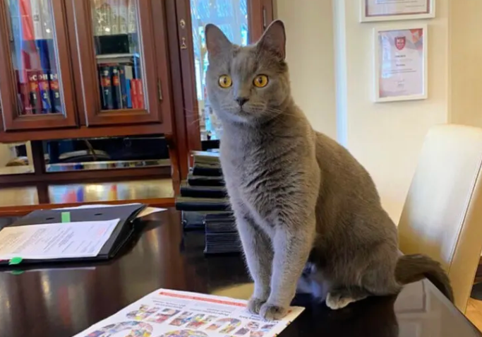 Cat Found Story Captures Government Leader's Heart