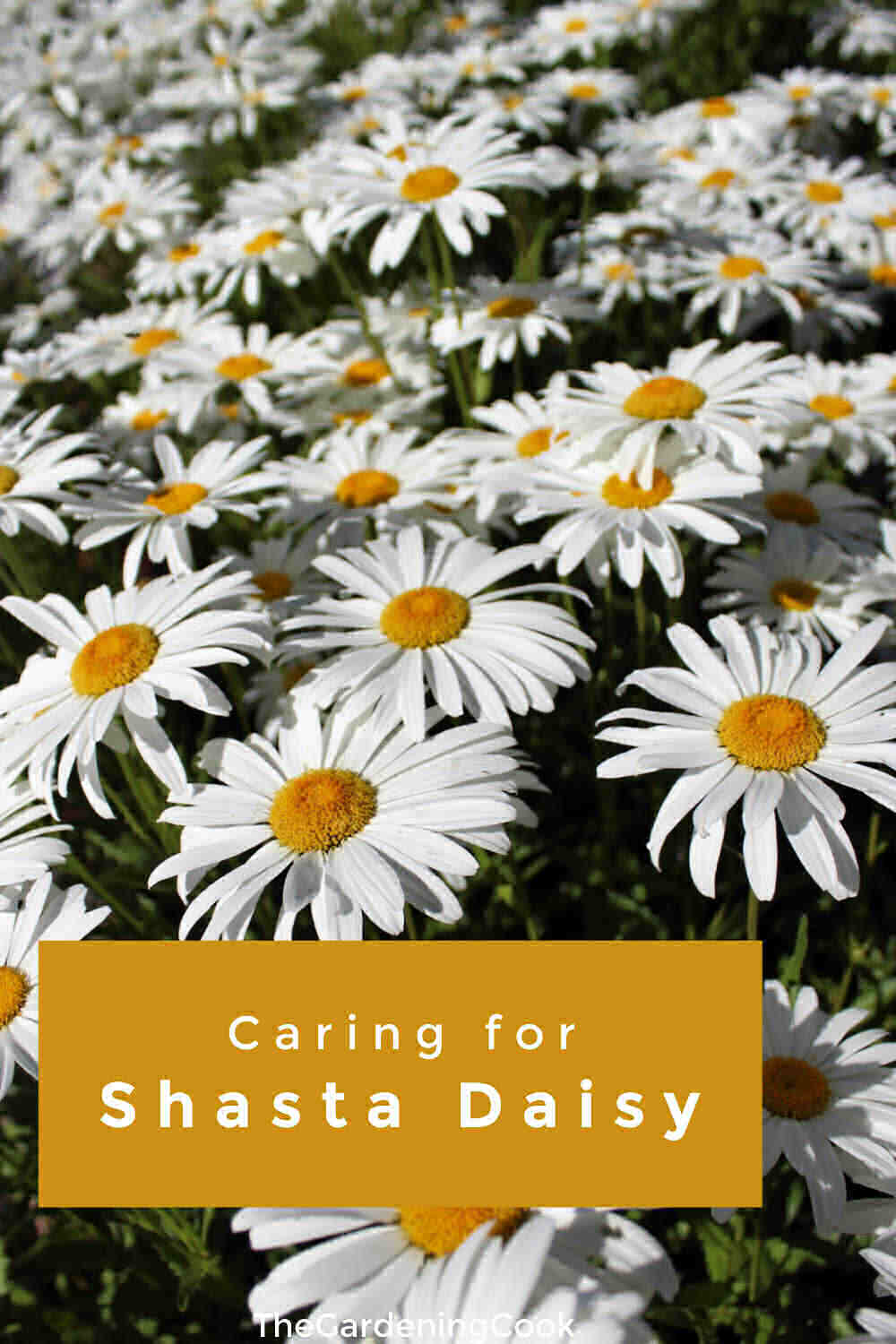 Shasta daisy Care and Maintenance