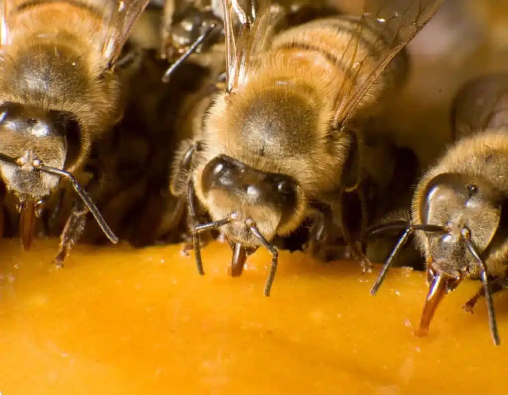 Le nourrissement en protéines chez les abeilles [Guide complet] - ALIMENTATION & NOURRISSEMENT