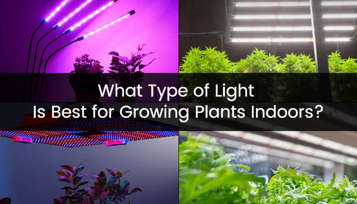 Top LED Grow Lights for Indoor Plants