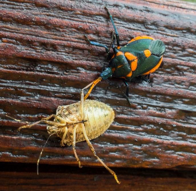 A bug with a bug on a wood surface

Description automatically generated