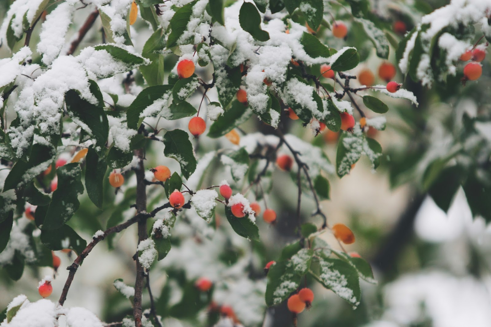 Winter Plant Care