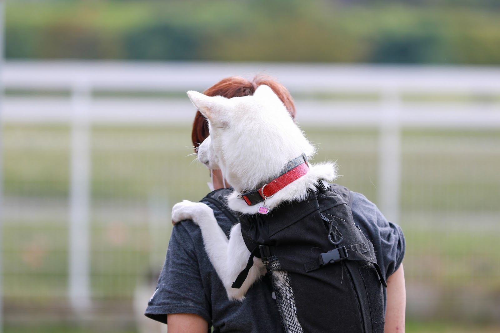 災害時に犬をおんぶして同行避難する飼い主