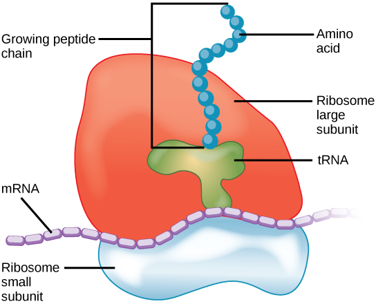 Image result for ribosomes