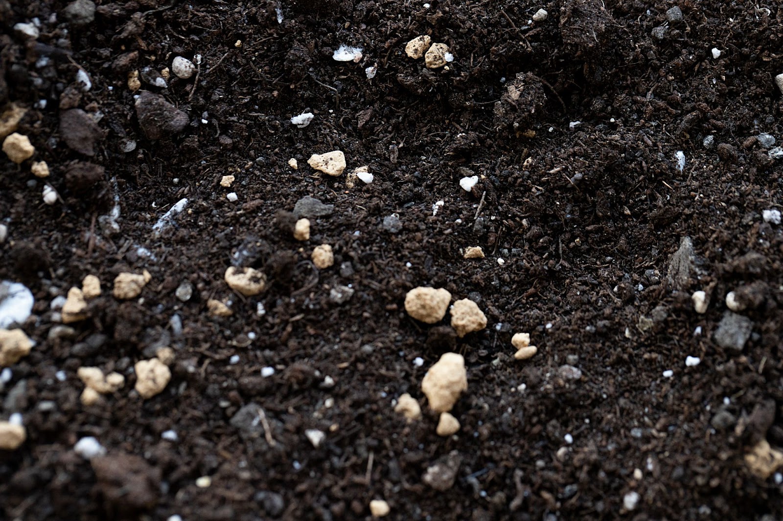 Peat Moss