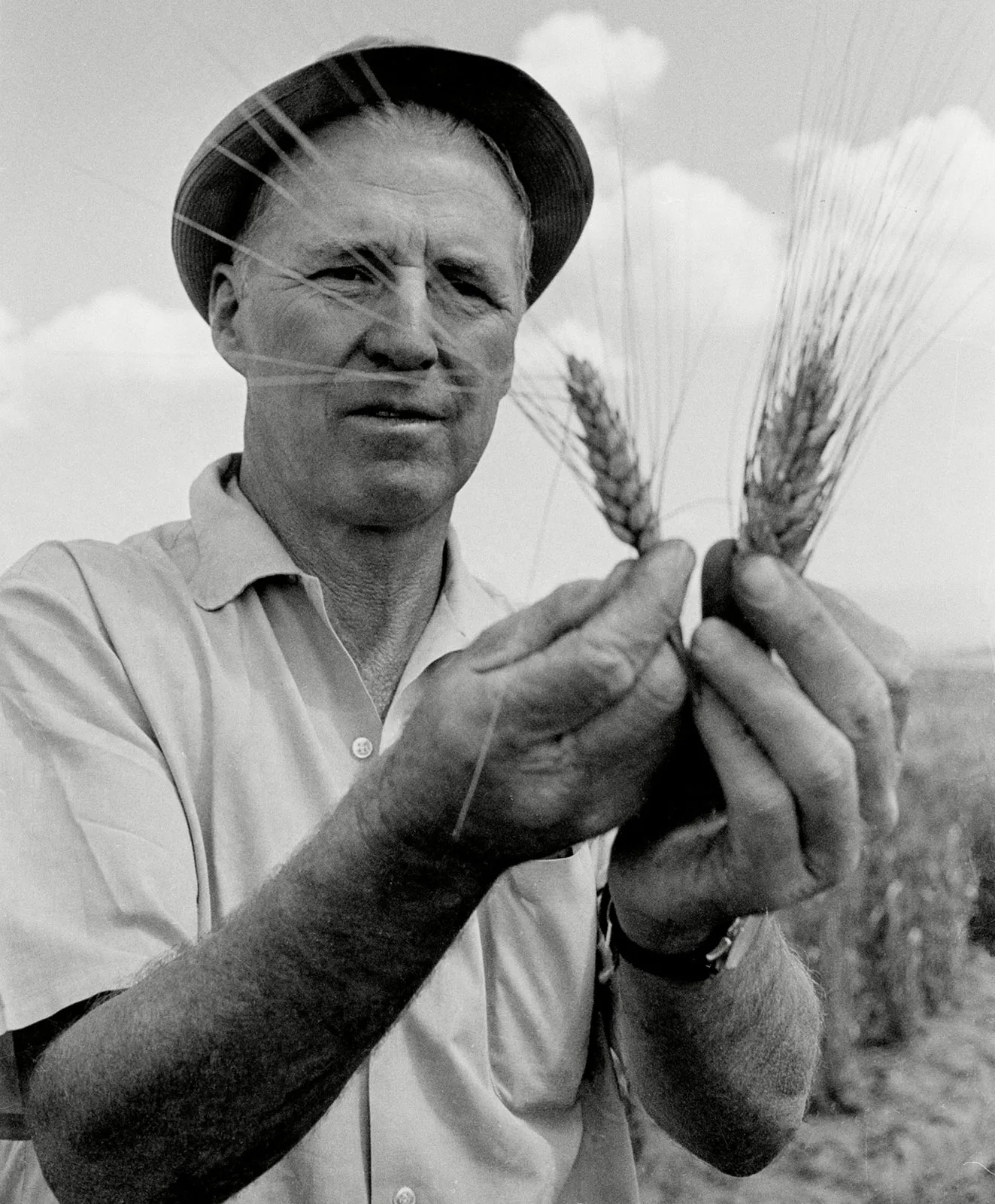 A person holding wheat in his hands

AI-generated content may be incorrect.