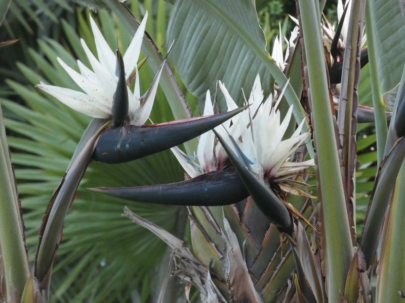 White Bird of Paradise