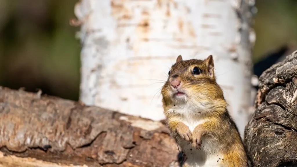 Male Chipmunk Names