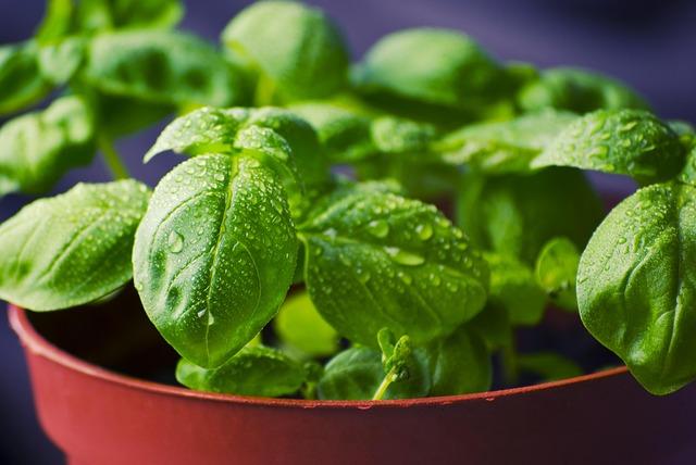 Free Basil Herbs photo and picture