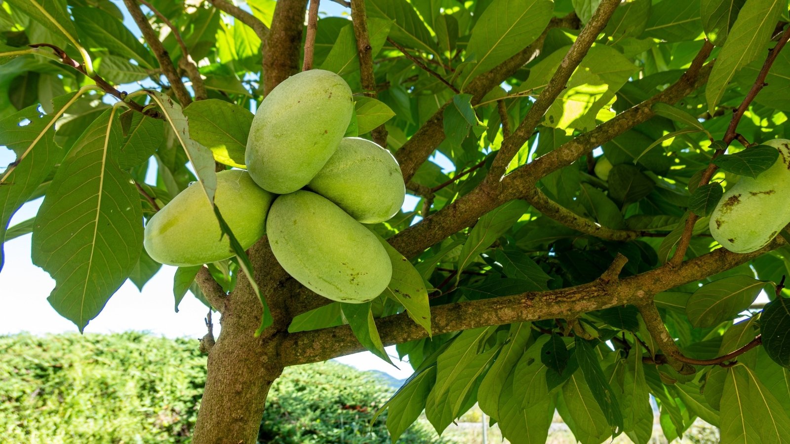 Large, smooth, drooping leaves adorn the tree, which bears small clusters of creamy, custard-like fruits with greenish skin.