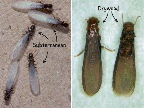 Drywood vs. Subterranean Termites