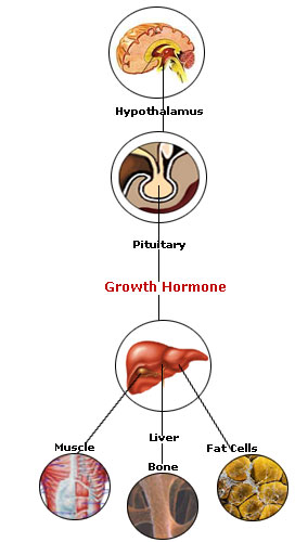 is hgh a steroid