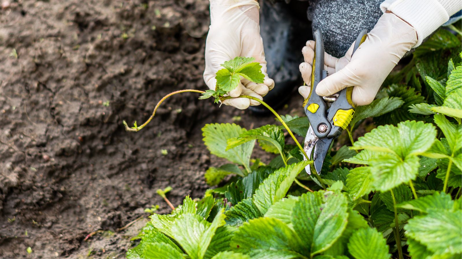 A shot of a person clipping off runners of a plant using a hand pruner, all placed in a well lit area outdoors