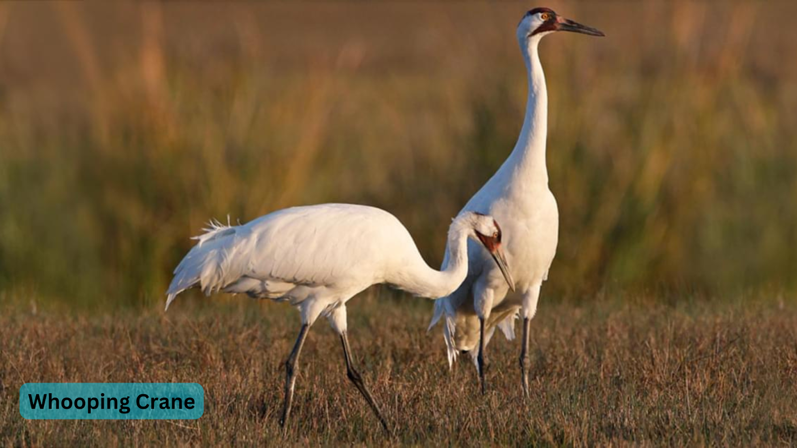 Whooping Crane