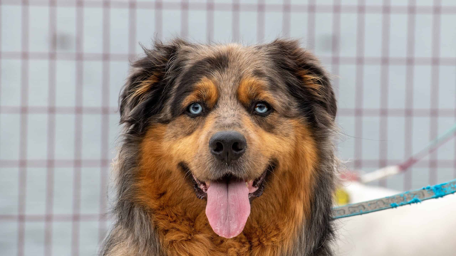 australian shepherd mix